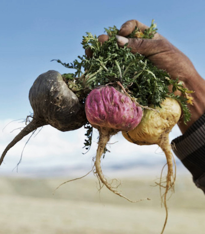 Maca Peruánská, extrémní padání vlasů