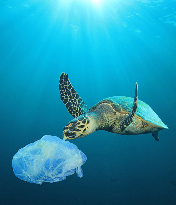 Jednorázové plasty v oceanu