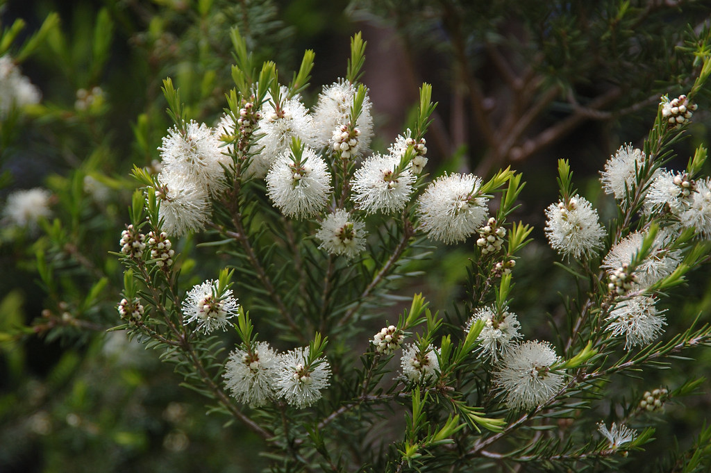 Čajovník Australský, známý také jako Kajeput Střídavolistý Melaleuca alternifolia